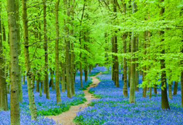 Beautiful path through trees and blue flowers