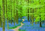 Beautiful path through trees and blue flowers